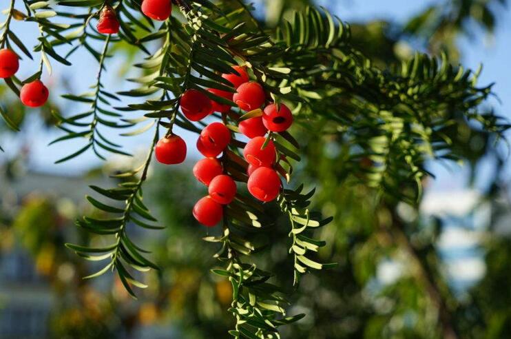 紅豆杉泡水喝有什么作用，不光抗癌還利尿消腫