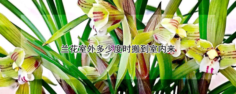 蘭花室外多少度時(shí)搬到室內(nèi)來