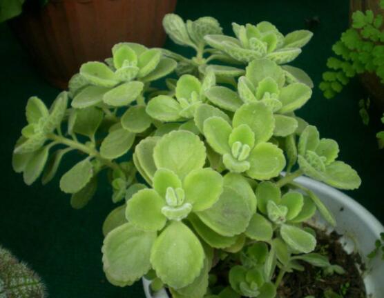 碰碰香夏天怎么養(yǎng)，做好四個要點(diǎn)便可安然度夏