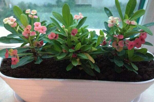 虎刺梅不開花怎么辦，加強通風并增加光照