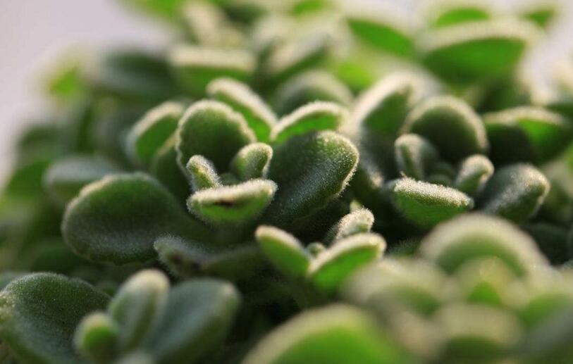 碰碰香能在臥室放嗎，不光可以放/還能制作飲品