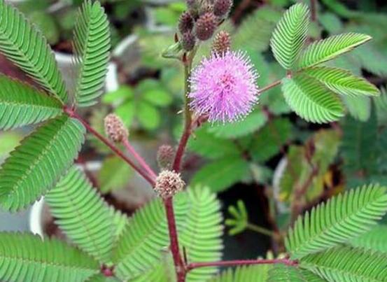 含羞草怎么養(yǎng)殖，老農總結最實用五個養(yǎng)殖要點