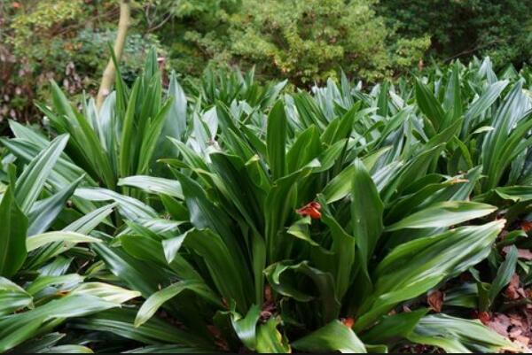 中華萬(wàn)年青有毒嗎，誤食會(huì)有生命危險(xiǎn)