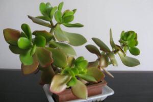 玉樹施什么肥好，玉樹怎么養(yǎng)才能長得快