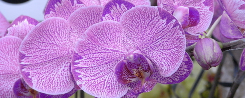 蝴蝶蘭的根長(zhǎng)出來怎么辦