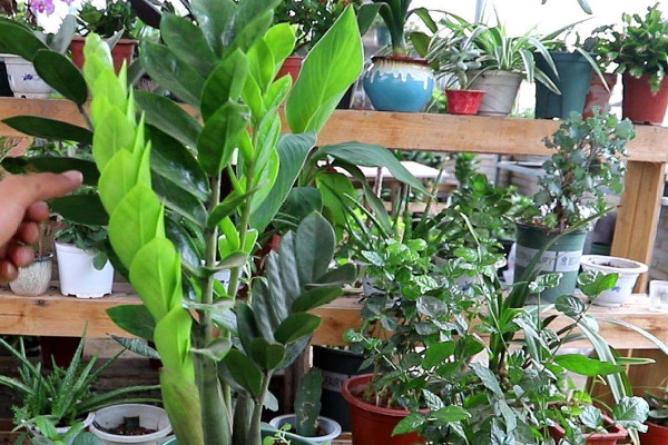 金錢(qián)樹(shù)冬天怎么養(yǎng)護(hù)澆水