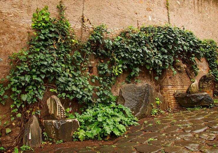 常春藤葉片發(fā)黑怎么辦，可能是得了灰霉病