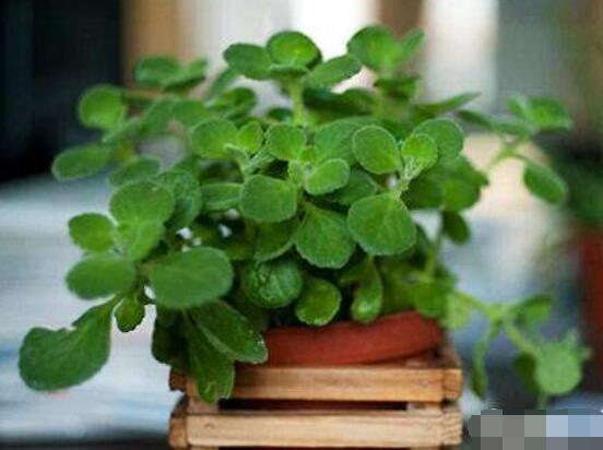 碰碰香放臥室可以嗎，可以/醒腦提神、凈化空氣、驅(qū)趕蚊蟲