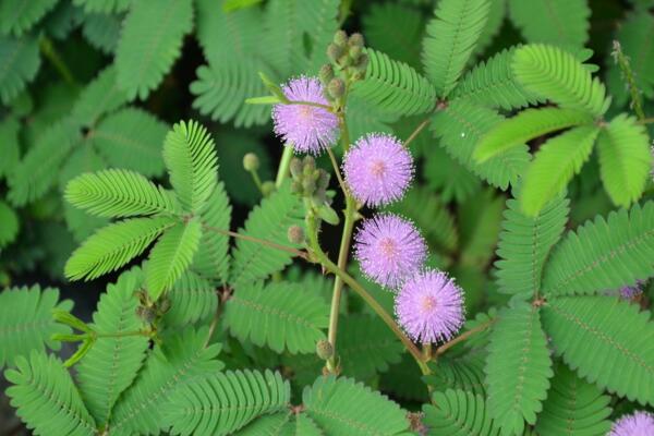 含羞草葉子不張開怎么辦，增加光照并加強(qiáng)通風(fēng)