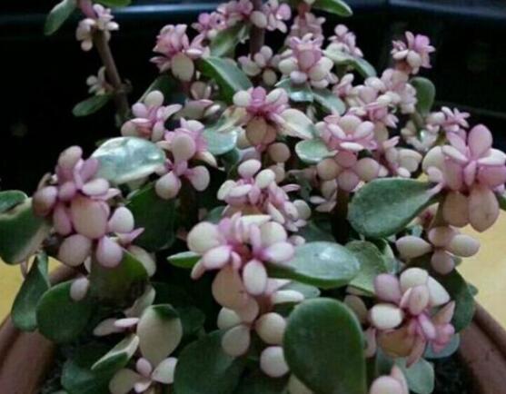 雅樂(lè)之舞夏天怎么養(yǎng)，主要注意做好遮陰降溫措施