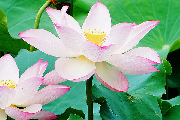 荷花養(yǎng)殖需要經(jīng)常曬太陽(yáng)嗎