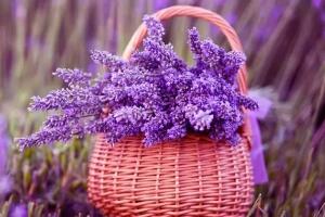 薰衣草茶多久喝一次，薰衣草功效與作用