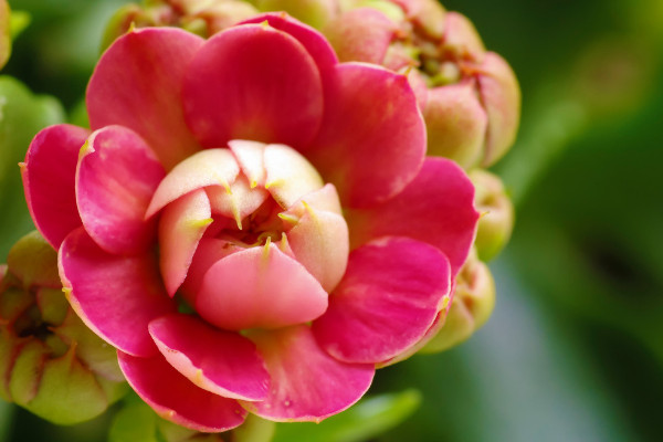 長壽花冬季的養(yǎng)殖方法和注意事項