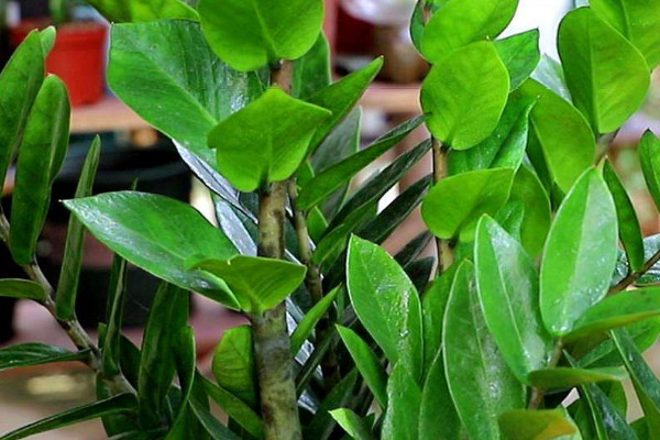 金錢(qián)樹(shù)休眠嗎