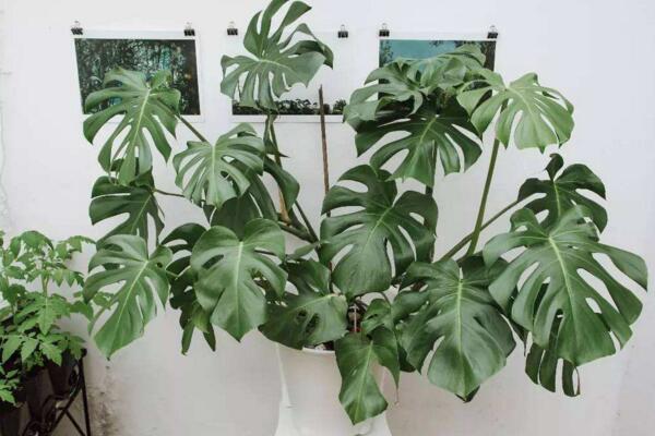 龜背竹葉子邊緣發(fā)黃怎么辦，控制溫度并做好遮陰措施