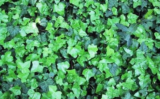 常春藤夏季怎么養(yǎng)，“土肥防曬忌寒”記住六字訣就夠了