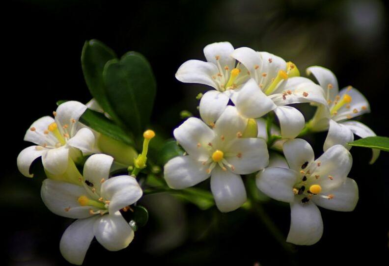 九里香的養(yǎng)殖方法和修剪，光照土壤要嚴控