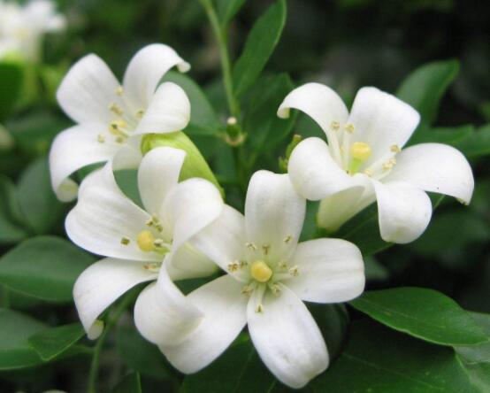 九里香每年開(kāi)多少次花，一年獨(dú)開(kāi)一次花(花期4-8月)