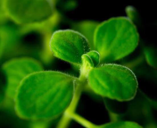 碰碰香爛根處理方法，老農(nóng)總結(jié)兩種最簡單有效措施(輕度與重度)