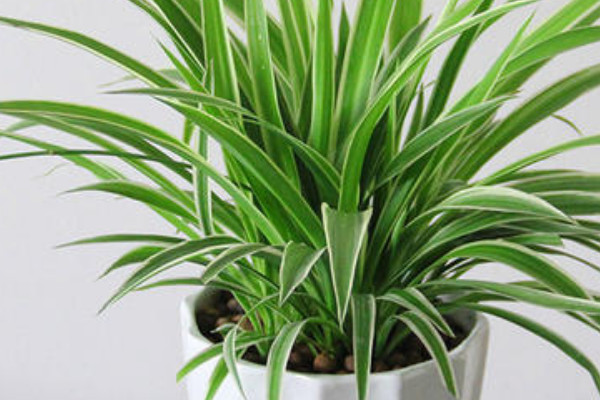 金邊吊蘭的修剪方法