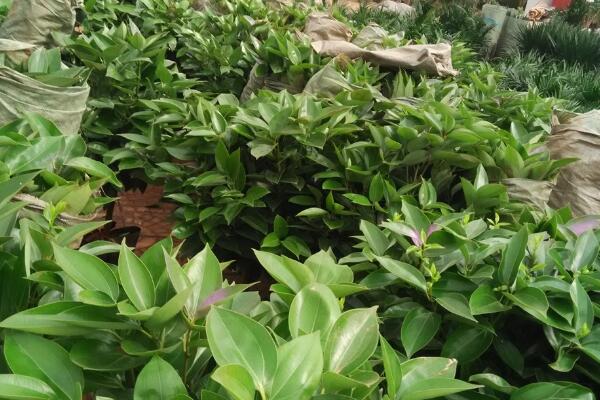 平安樹(shù)的養(yǎng)殖方法和注意事項(xiàng)，勤換盆多松土