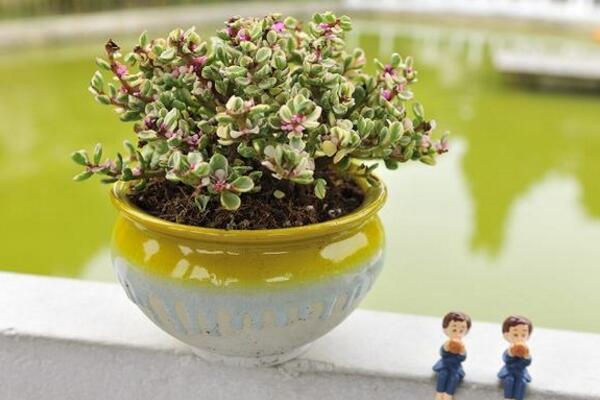 雅樂之舞扦插季節(jié)，春秋兩季繁殖成活率最高