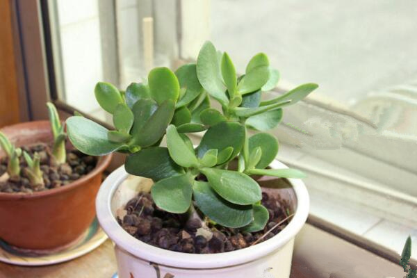 燕子掌葉子可以噴水嗎，不建議噴水可用濕毛巾擦拭葉片