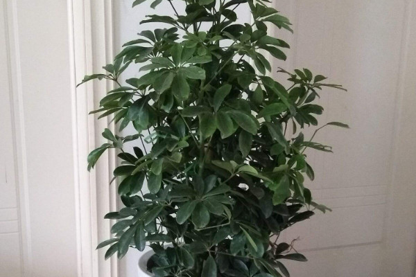 金錢(qián)樹(shù)和鴨掌木的區(qū)別