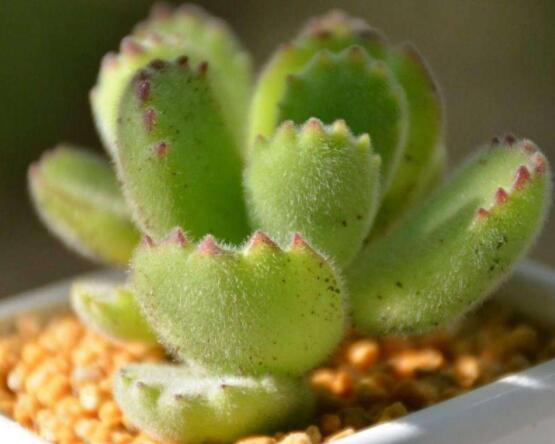 熊童子扦插技巧，五個(gè)簡(jiǎn)單小步驟一學(xué)就會(huì)