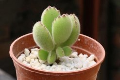 多肉植物熊童子怎么養(yǎng)，熊童子養(yǎng)殖經(jīng)驗(yàn)分享