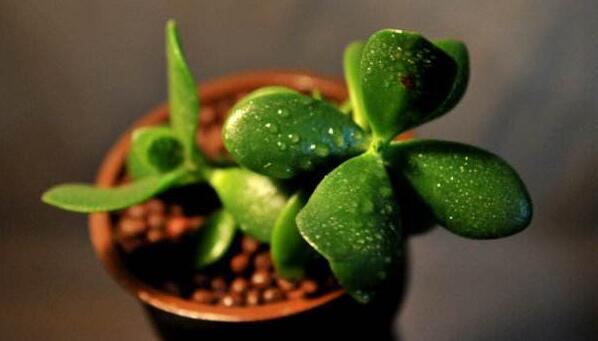 玉樹的葉子發(fā)軟發(fā)黃，防止這些問題發(fā)生的解決方法