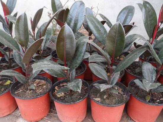 橡皮樹多高怎么去頭，擇理想的高度（生長出芽點）