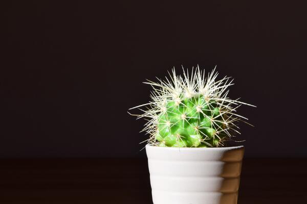 仙人球換盆方法，4步即可完成仙人球的換盆