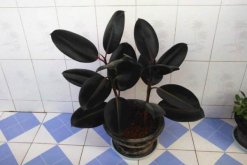 橡皮樹葉子怎么扦插，只需要簡單的幾步即可完成