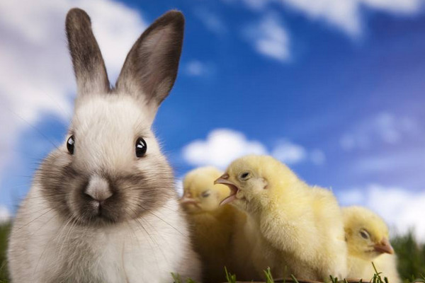 兔子吃什么長(zhǎng)得快又胖