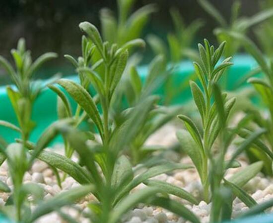 薰衣草怎么扦插，薰衣草的繁殖方法