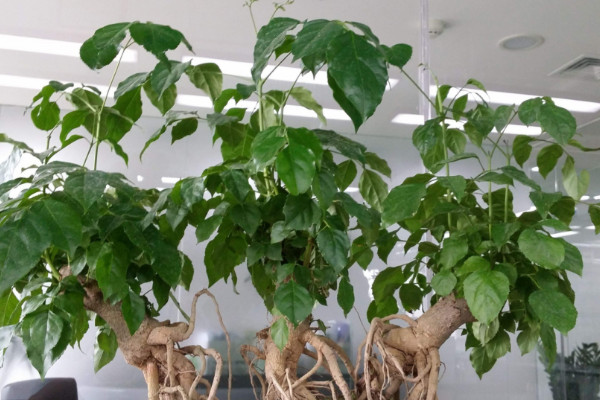 幸福樹(shù)有毒嗎，全株上下不存在任何毒性成分