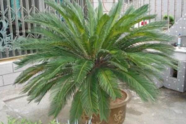 剛弄的無(wú)根鐵樹(shù)怎么栽