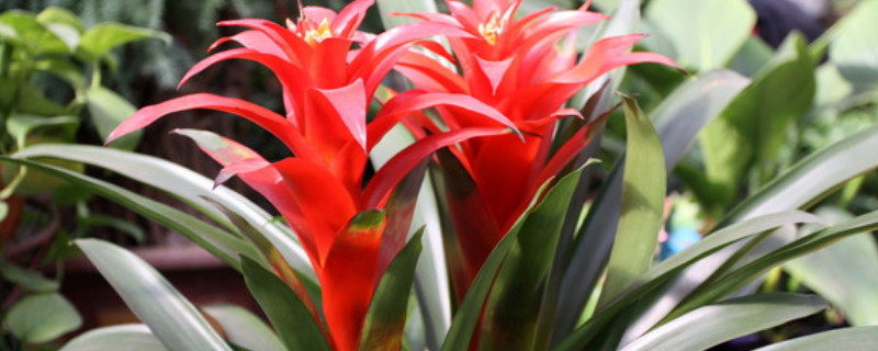 鴻運當(dāng)頭葉子全剪掉可以嗎