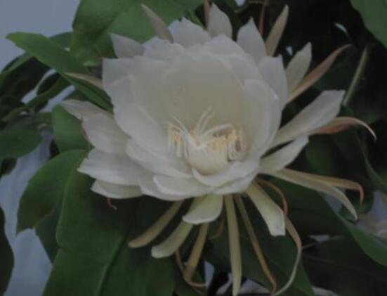 曇花怎么施肥，腐熟的有機肥為主/陰天施肥最佳