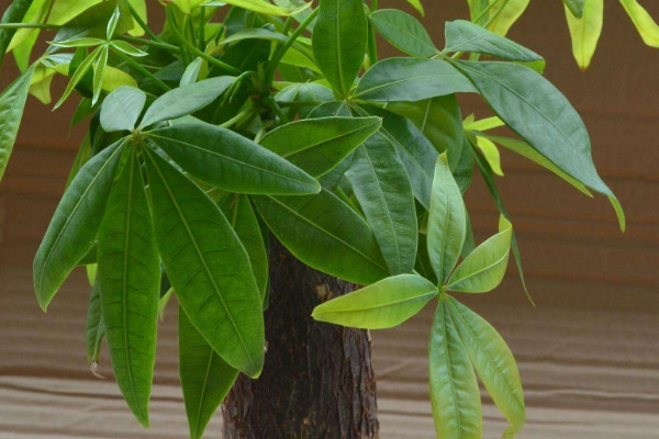 發(fā)財(cái)樹(shù)需要陽(yáng)光嗎