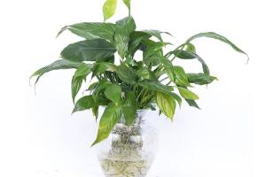 一帆風順可以水培嗎，一帆風順水培養(yǎng)殖方法