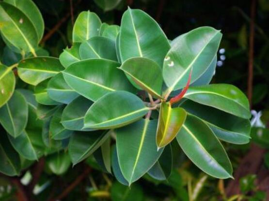 橡皮樹掉葉子還會長嗎，只要不死就會繼續(xù)生長(做好養(yǎng)護(hù)管理)