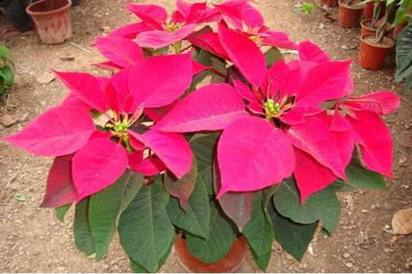 一品紅好養(yǎng)嗎，老農(nóng)總結(jié)一品紅養(yǎng)殖5大要點