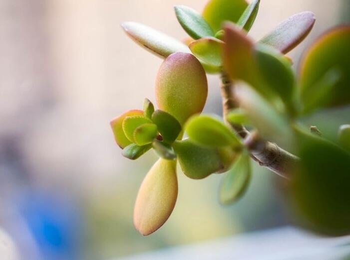 燕子掌生蟲(chóng)了怎么辦，4種不同的病蟲(chóng)害治療方法