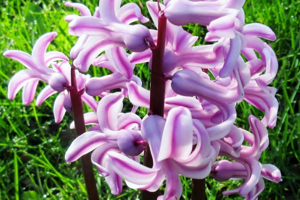 風(fēng)信子秋天會(huì)發(fā)芽嗎