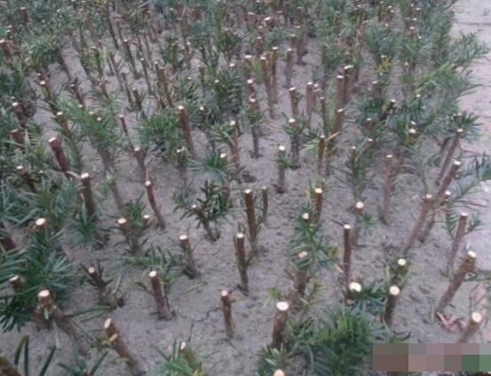 紅豆杉扦插繁殖方法，做好這五大方法便可生根發(fā)芽