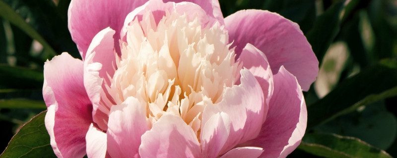 芍藥花怎么培養(yǎng)