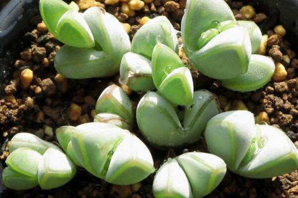 碧玉蓮的養(yǎng)護方法，做好五個方面的管理