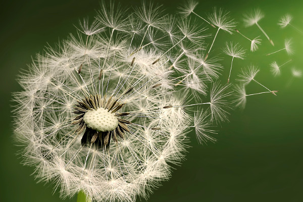 蒲公英種植方法和時(shí)間